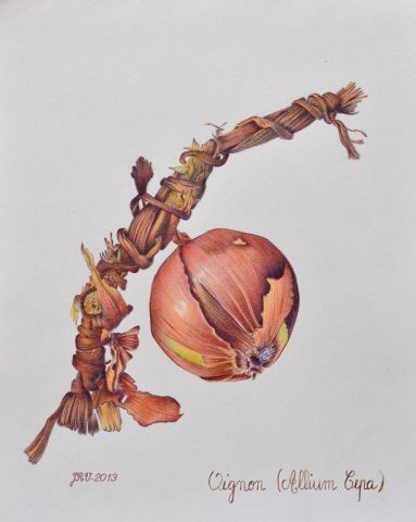 Oignon (Allium cepa)